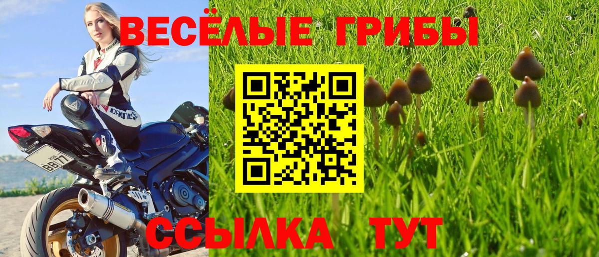 Галлюциногенные грибы GOLDEN TEACHER  наркотики  Псилоцибиновые грибы прущие грибы  Асино 